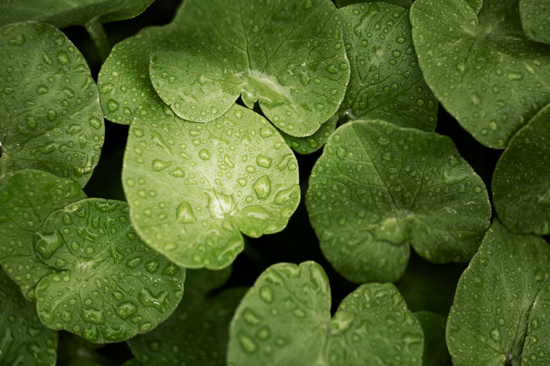 Cica-extract (Centella Asiatica)