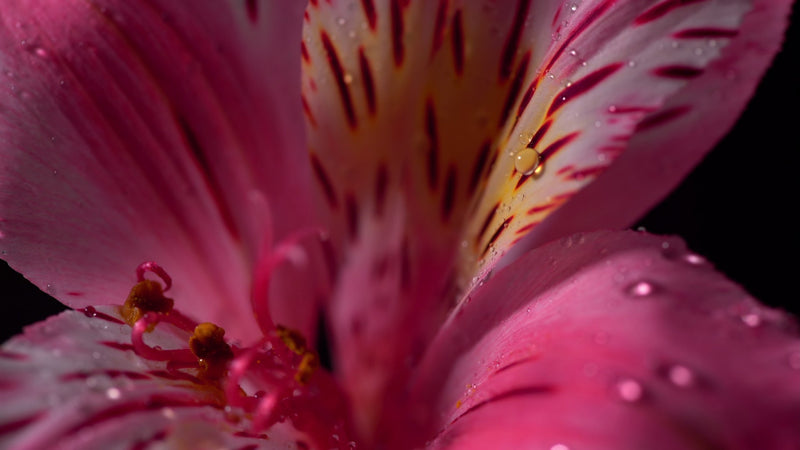 Extrait d'Epilobium Fleischeri